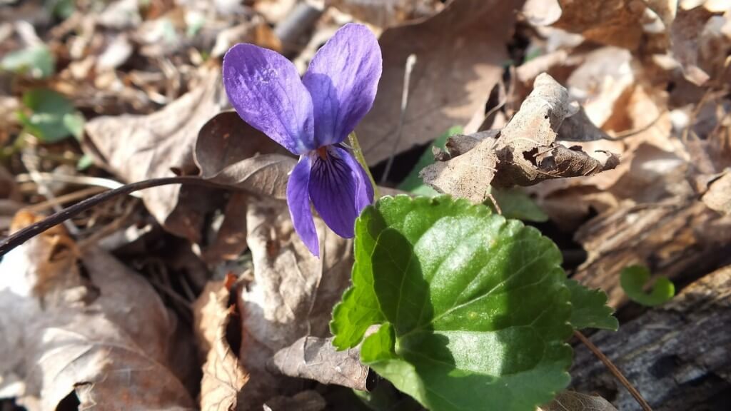Northern Blue Violet, Beamer Memorial Conservation Area, Grimsby