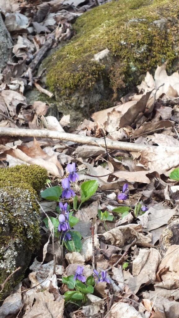 Northern Blue Violets and Mossy Rocks, Beamer Memorial Conservation Area, Grimsby