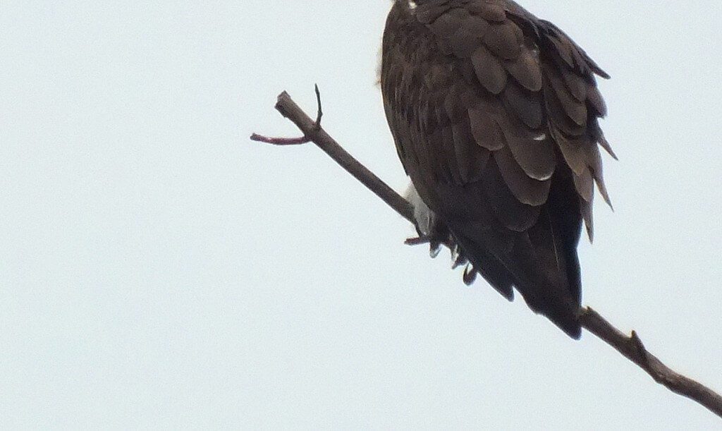 Osprey feet and claws - Youngs Point - Ontario - Canada