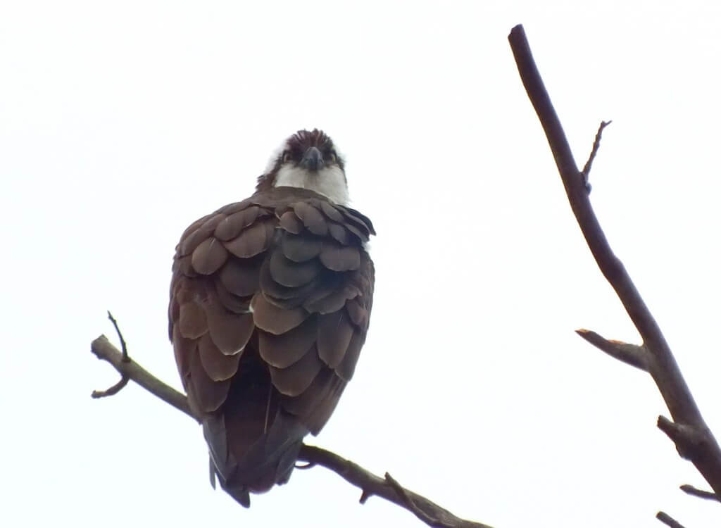 Osprey, Youngs Point - Ontario - Canada