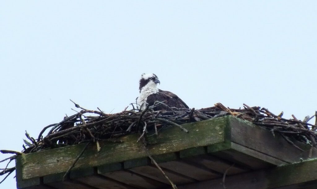 an Osprey sitting in its nest at Young's Point, Ontario, Canada