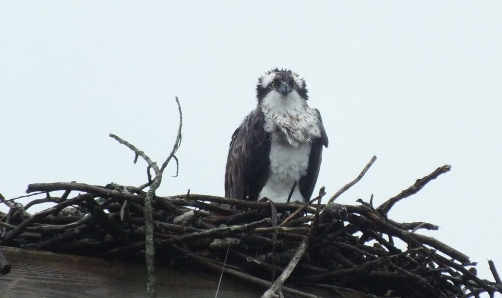 a wet Osprey in its nest - Youngs Point - Ontario - Canada