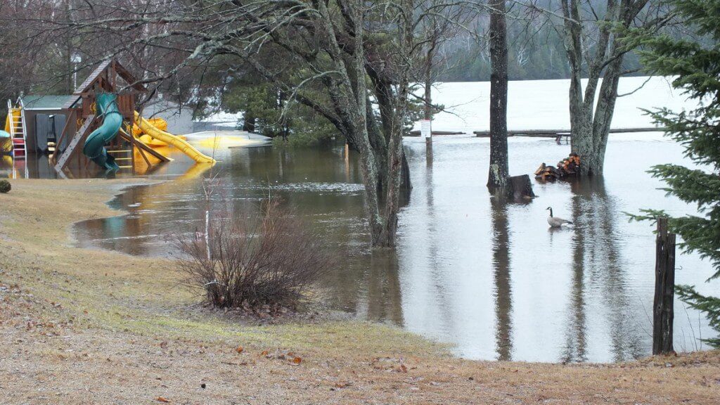 Oxtongue Lake flooding - canada goose enjoys flooded beach front - April 20 2013