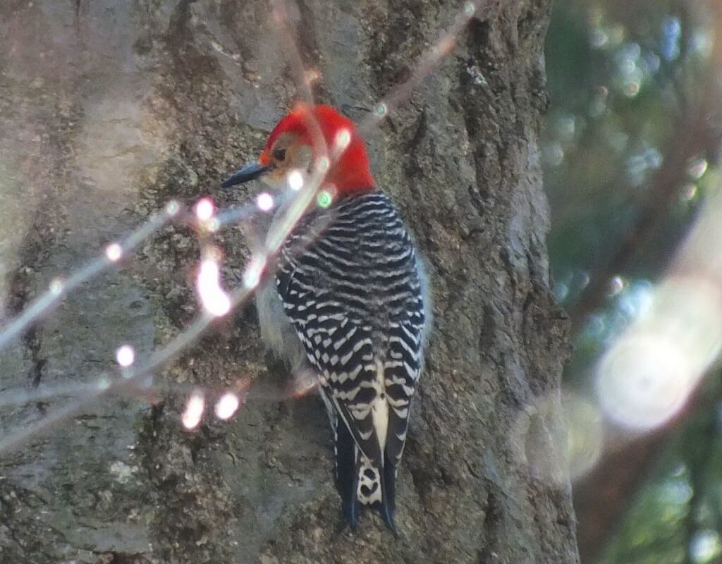 Red Breasted Woodpecker - sits on tree - Cootes Paradise Marsh - Hamilton - Ontario