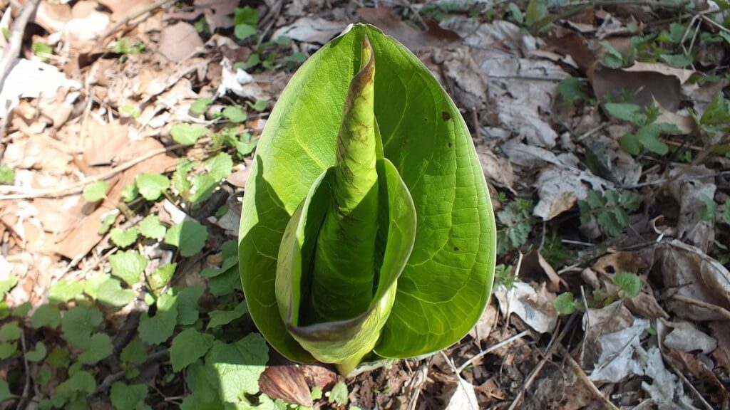 Skunk Cabbage, Cootes Paradise, Burlington