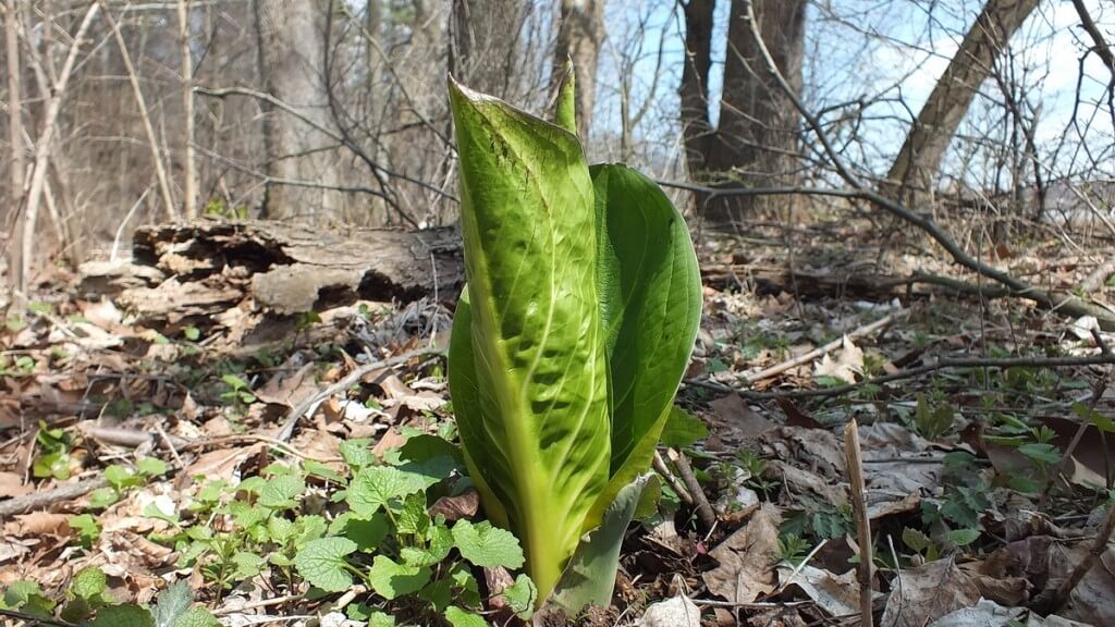 Skunk Cabbage Leaves Unfurling, Cootes Paradise, Burlington