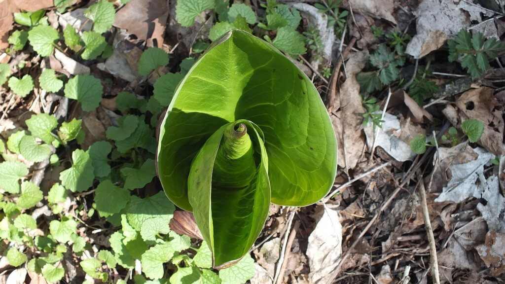 Skunk Cabbage Leaves Unfurling, Cootes Paradise, Burlington