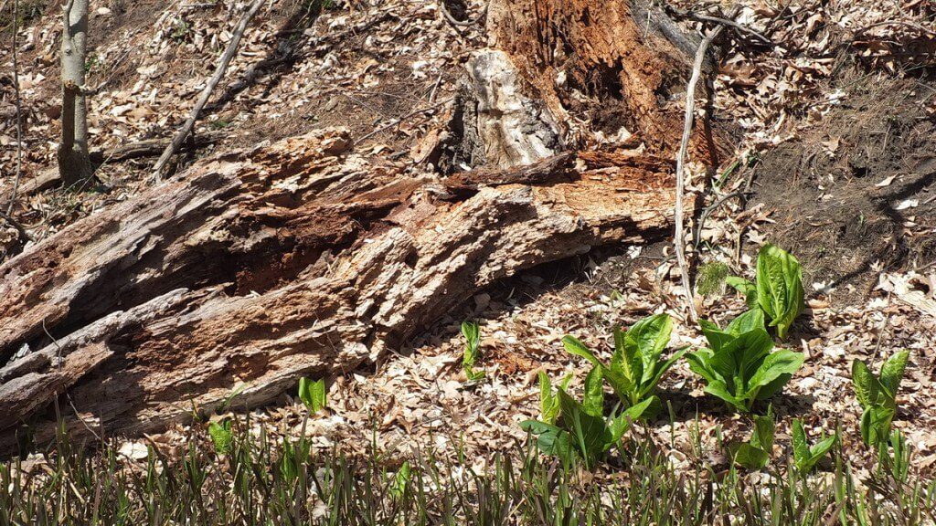 Skunk Cabbage Plants, Cootes Paradise, Burlington