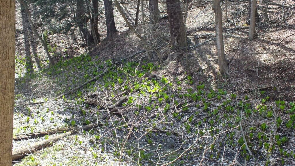Skunk Cabbage Sprawl Along Hillside, Cootes Paradise, Burlington