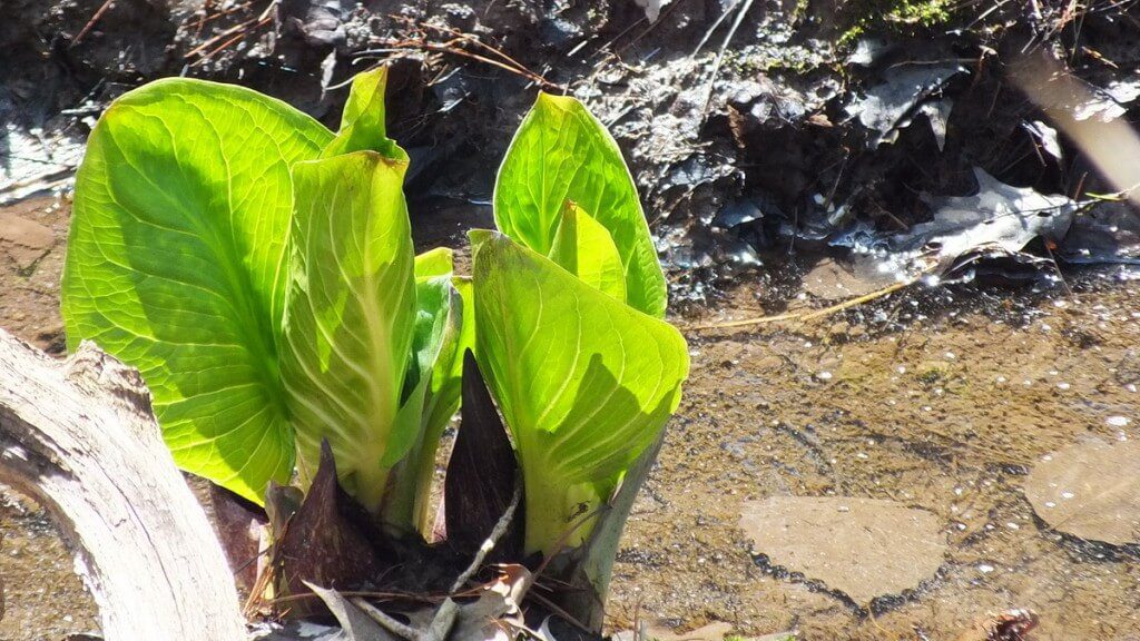 Skunk Cabbage along Stream, Cootes Paradise, Burlington