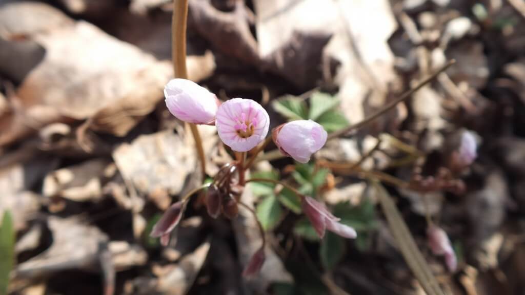 Spring Beauty, Beamer Memorial Conservation Area, Grimsby