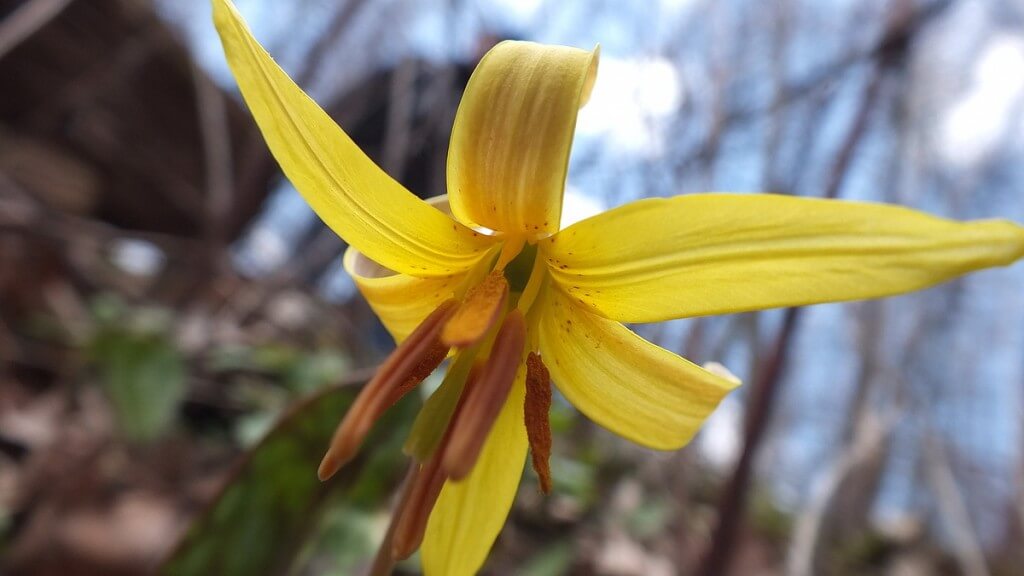 Trout Lily, Closeup, Cootes Paradise, Burlington