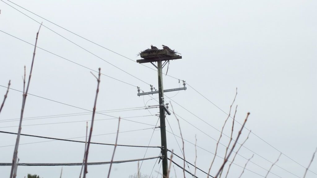 Two Osprey sitting in their nest at Young's Point, Ontario, Canada
