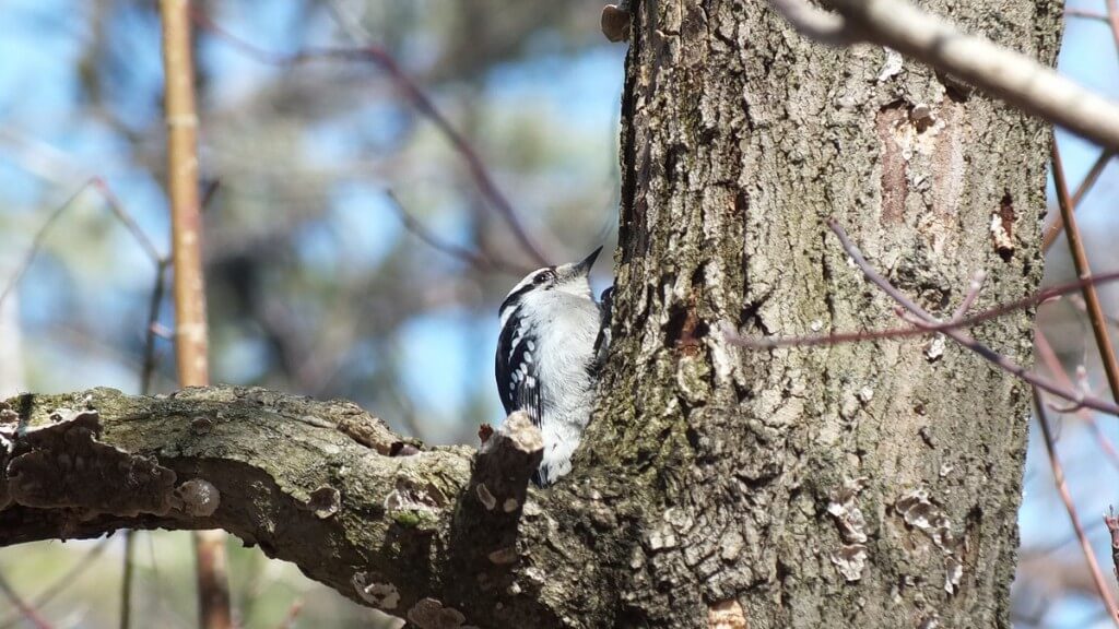 downy woodpecker, thickson woods, whitby, ontario