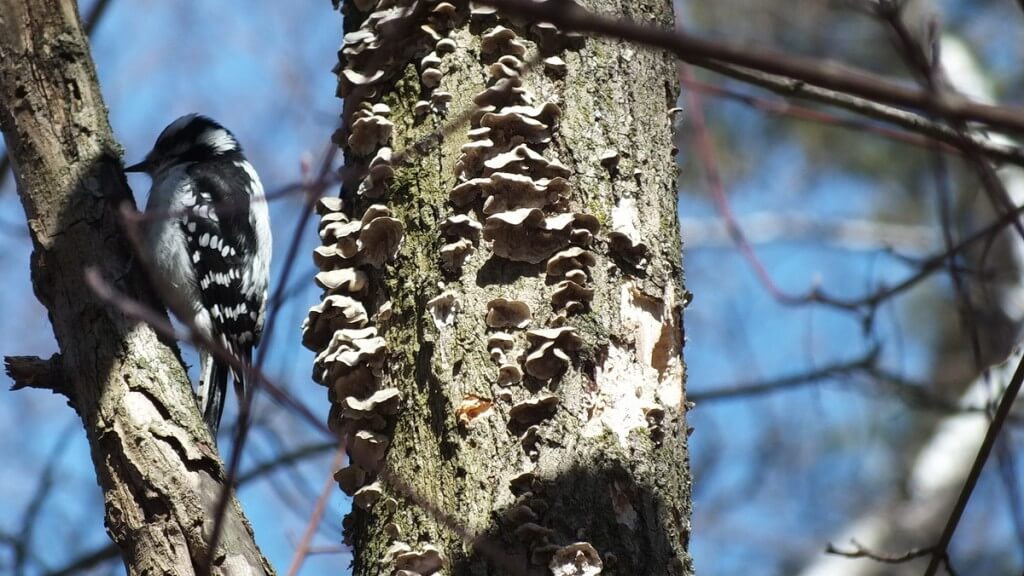 downy woodpecker, thickson woods, whitby, ontario