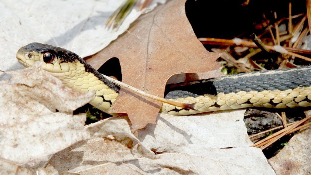 garter snake - beautiful color of eye - thicksons woods - whitby