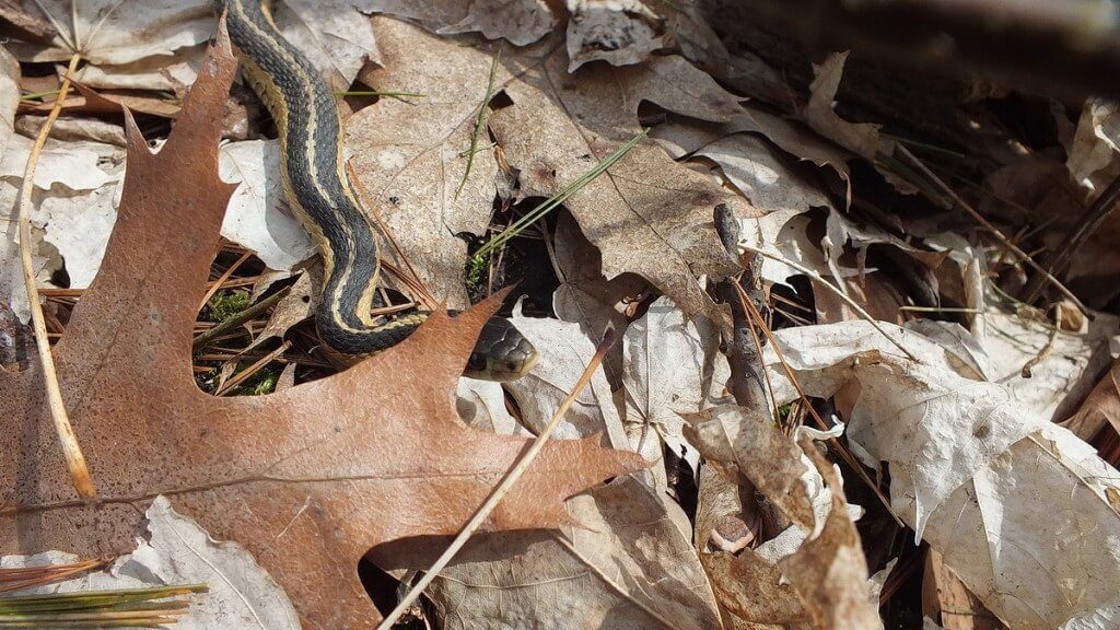 garter snake behind an oak leaf - thicksons woods - whitby