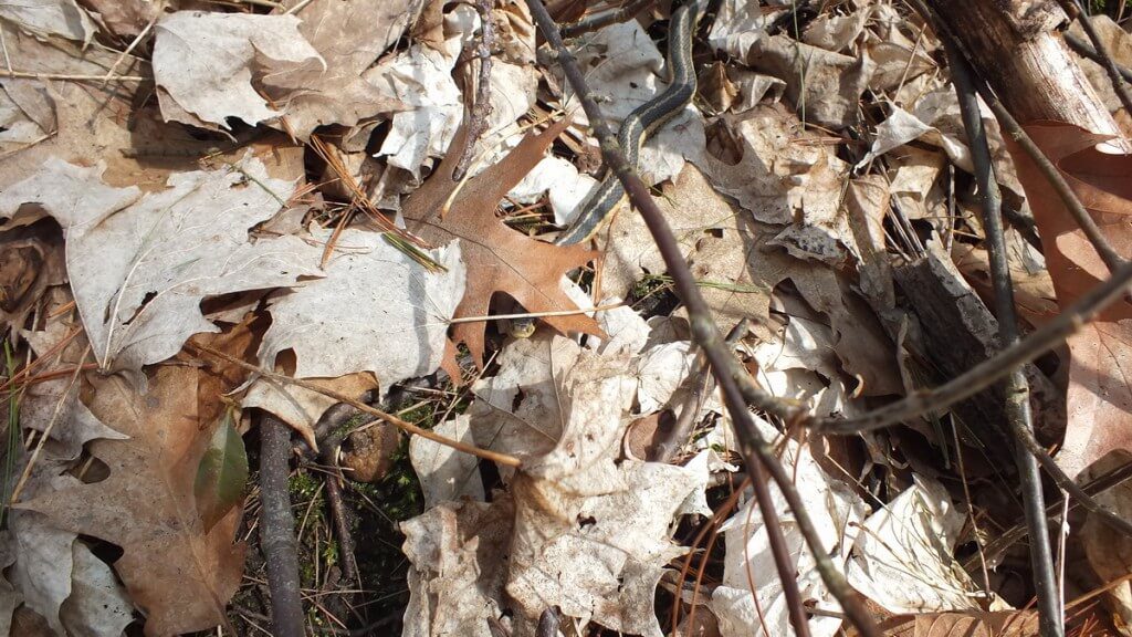 garter snake - but where is it in the leaves - thicksons woods - whitby