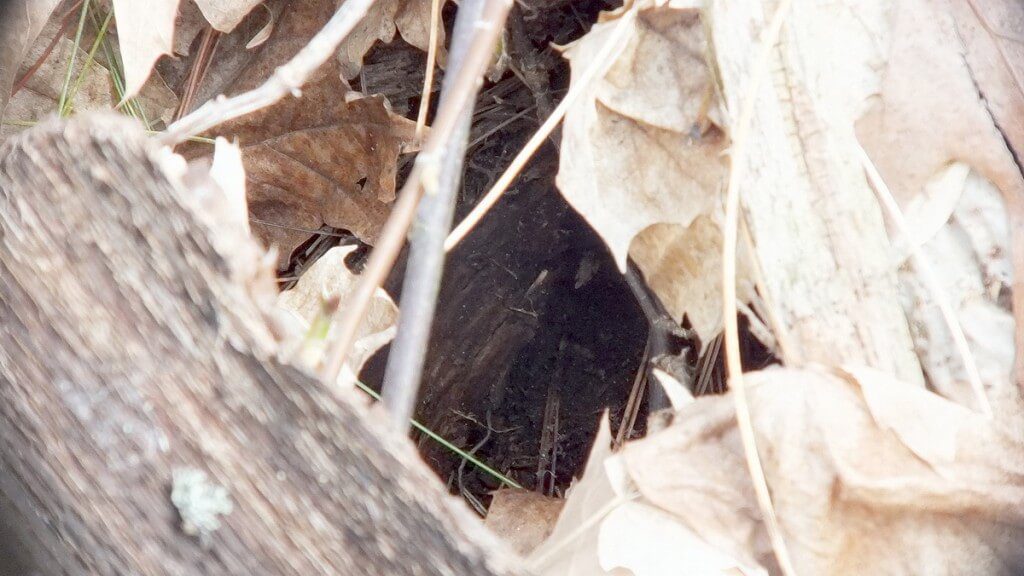 garter snake entrance to its hole - thicksons woods - whitby