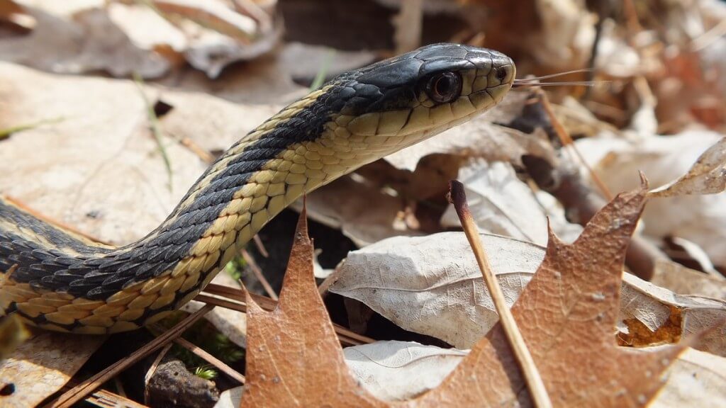 garter snake retracks its tongue - thicksons woods - whitby