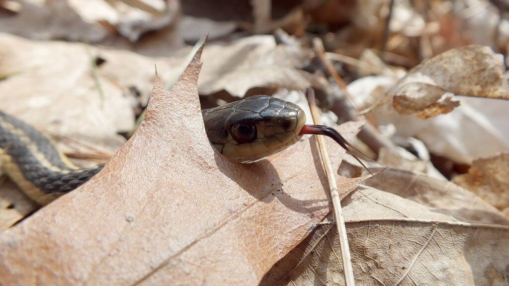 garter snake sticks out its tongue from behind oak leaf - thicksons woods - whitby