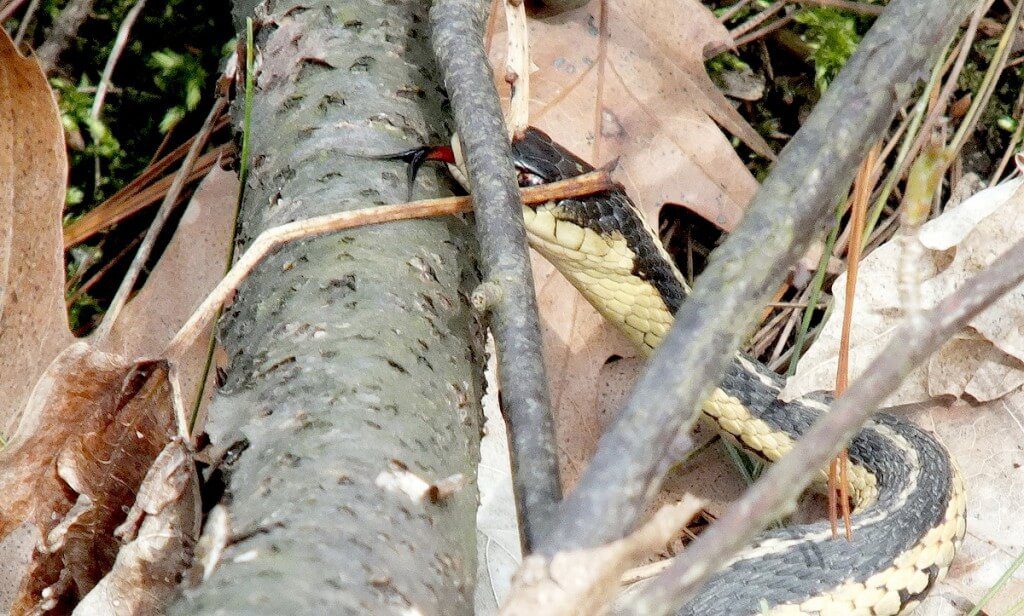 garter snake sticks out its tongue - thicksons woods - whitby