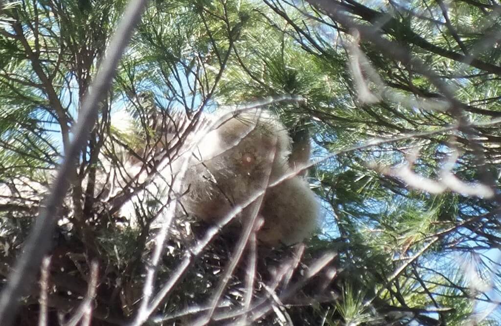 great horned owl chicks back end in action