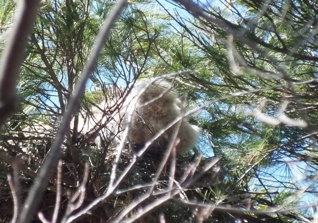 great horned owl chicks backend - thicksons woods - whitby