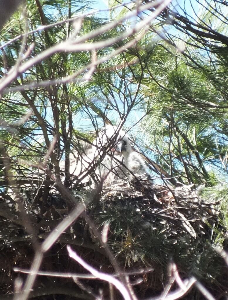great horned owl chick's peak