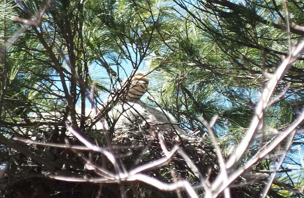 great horned owl mothers tail feathers in nest - thicksons woods