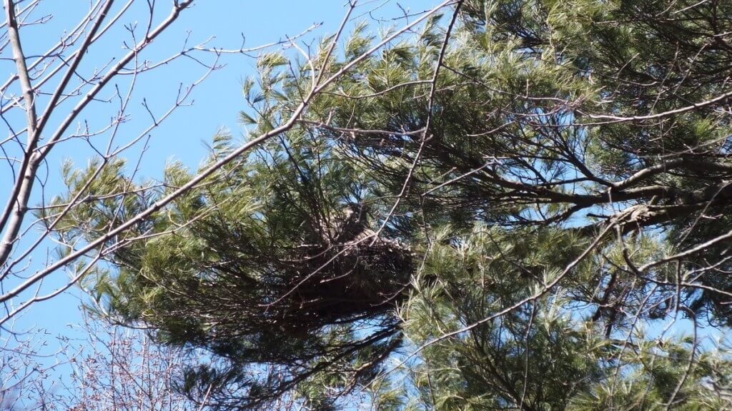 great horned owl - thicksons woods