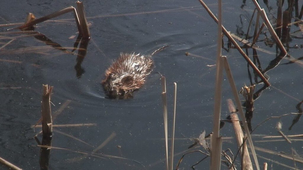 muskrat, colonel samuel smith park, etobicoke, ontario