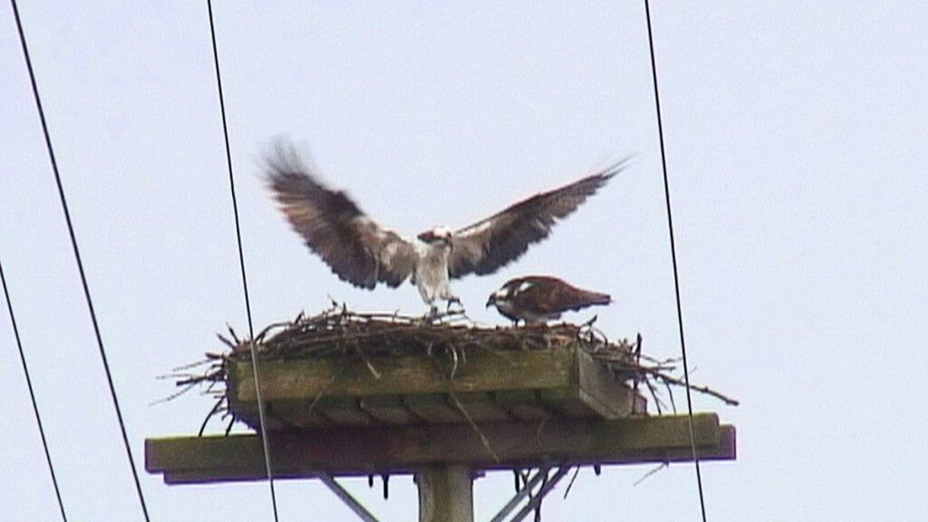 osprey in nest - Youngs Point - Ontario - Canada