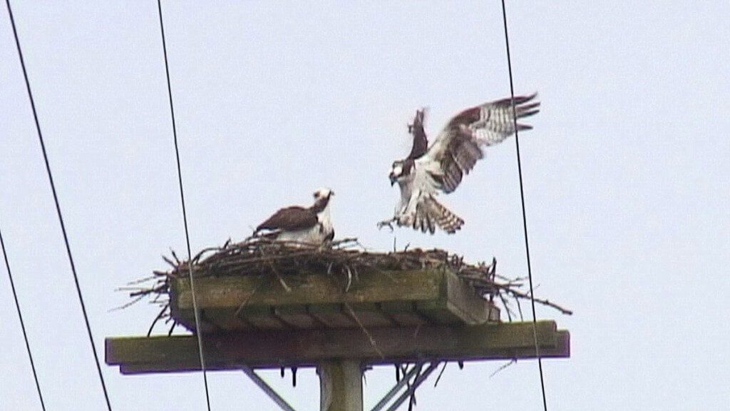 osprey landing in nest - Youngs Point - Ontario - Canada