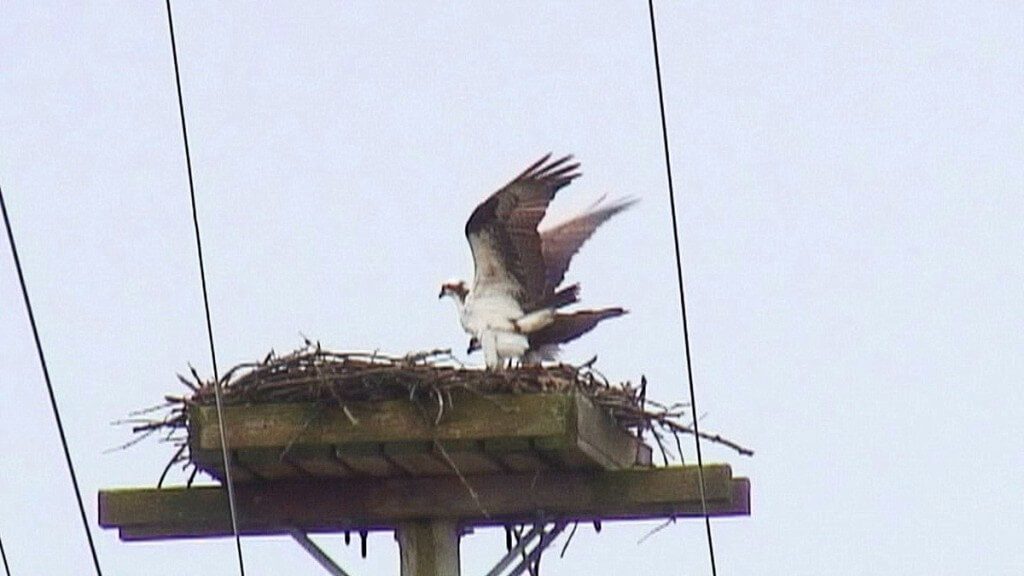 two Ospreys in nest - Youngs Point - Ontario - Canada