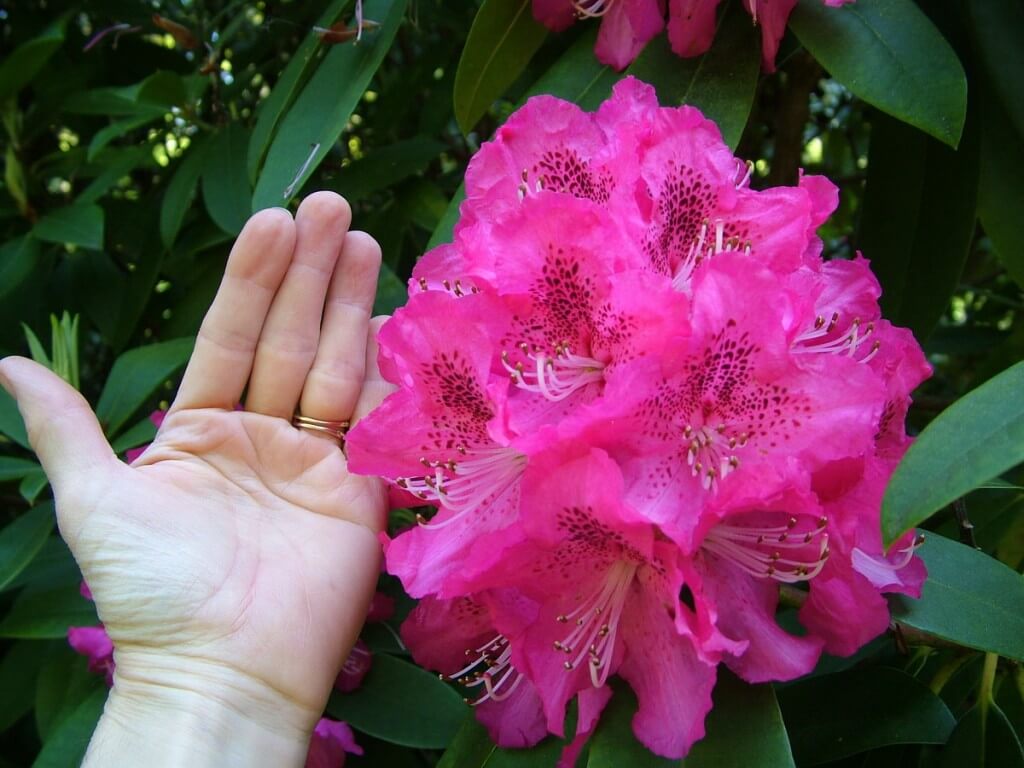 pink rhododendron - bigger then my hand - powerscourt - wicklow - ireland