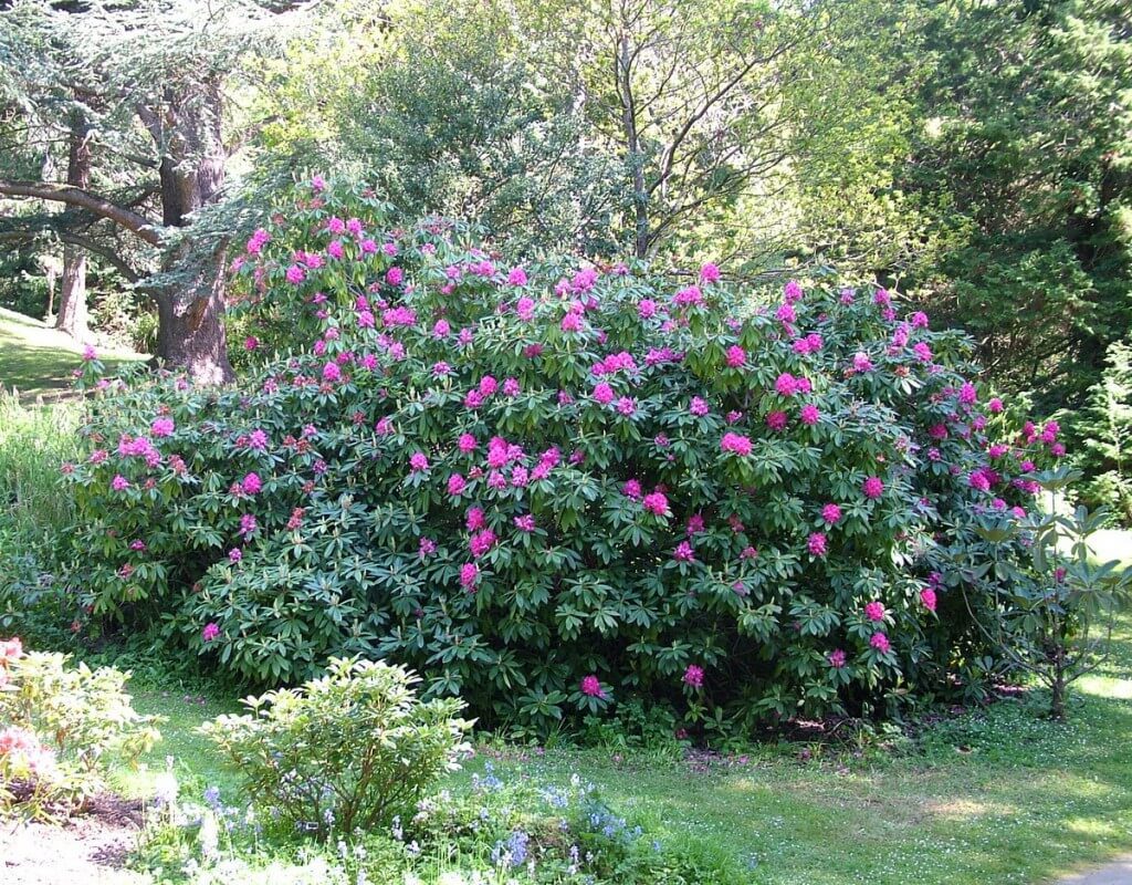 rhododendron bush - powerscourt - wicklow - ireland