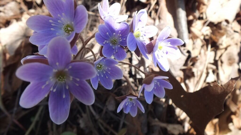 round-lobed Hepatica, Cootes Paradise, Burlington