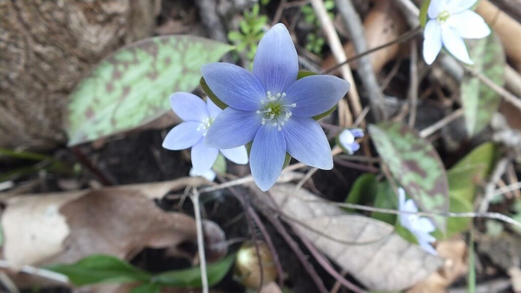round-lobed Hepatica, Mauve, Cootes Paradise, Burlington