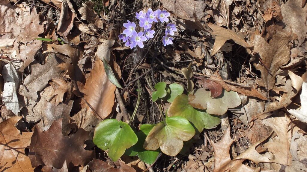 round-lobed Hepatica and Leaves, Cootes Paradise, Burlington