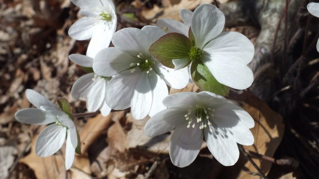 sharp-lobed Hepatica Closeup, Cootes Paradise, Burlington