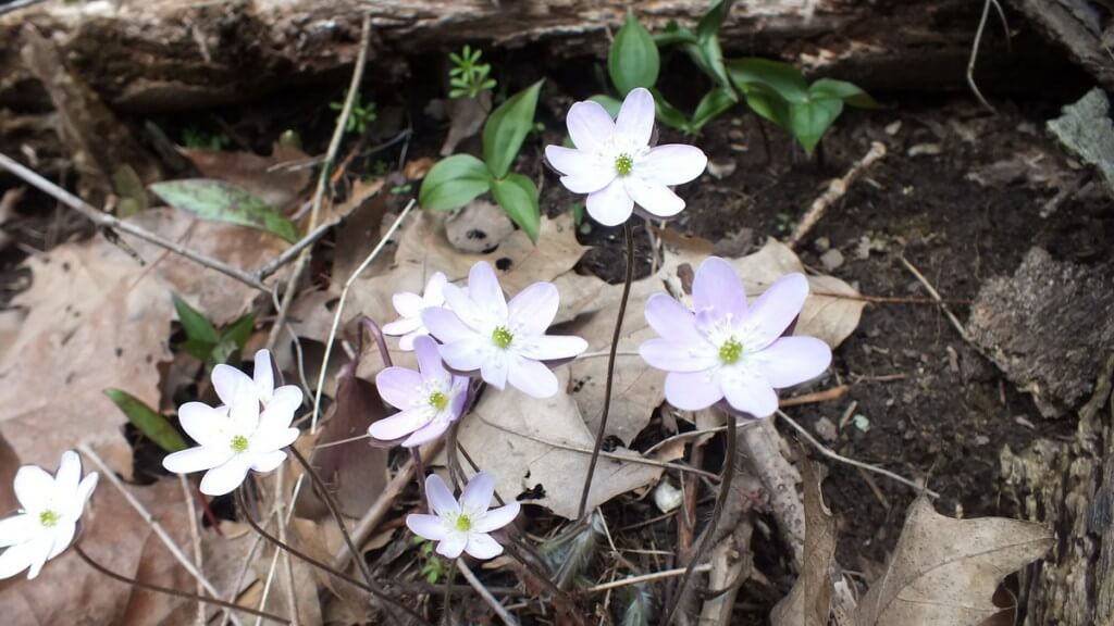 sharp-lobed Hepatica, White, Cootes Paradise, Burlington