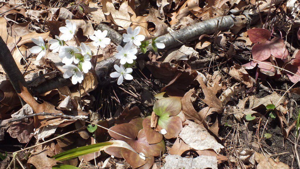 sharp-lobed Hepatica and Leaves, Cootes Paradise, Burlington