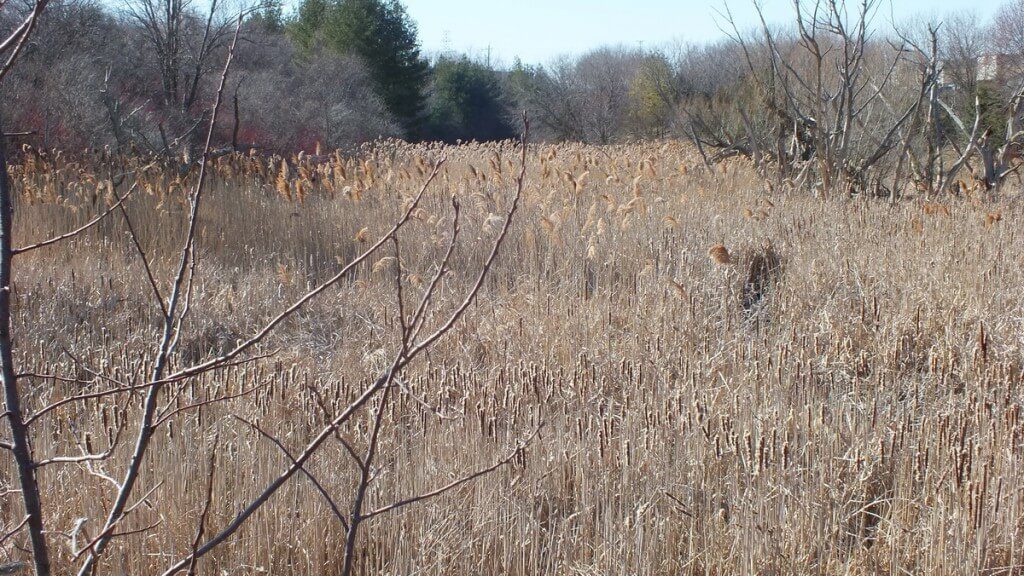 thicksons woods - swamp - whitby - ontario