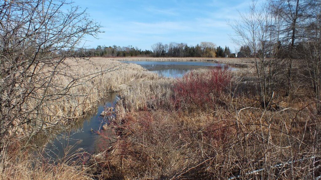 thicksons woods swampland - whitby - ontario