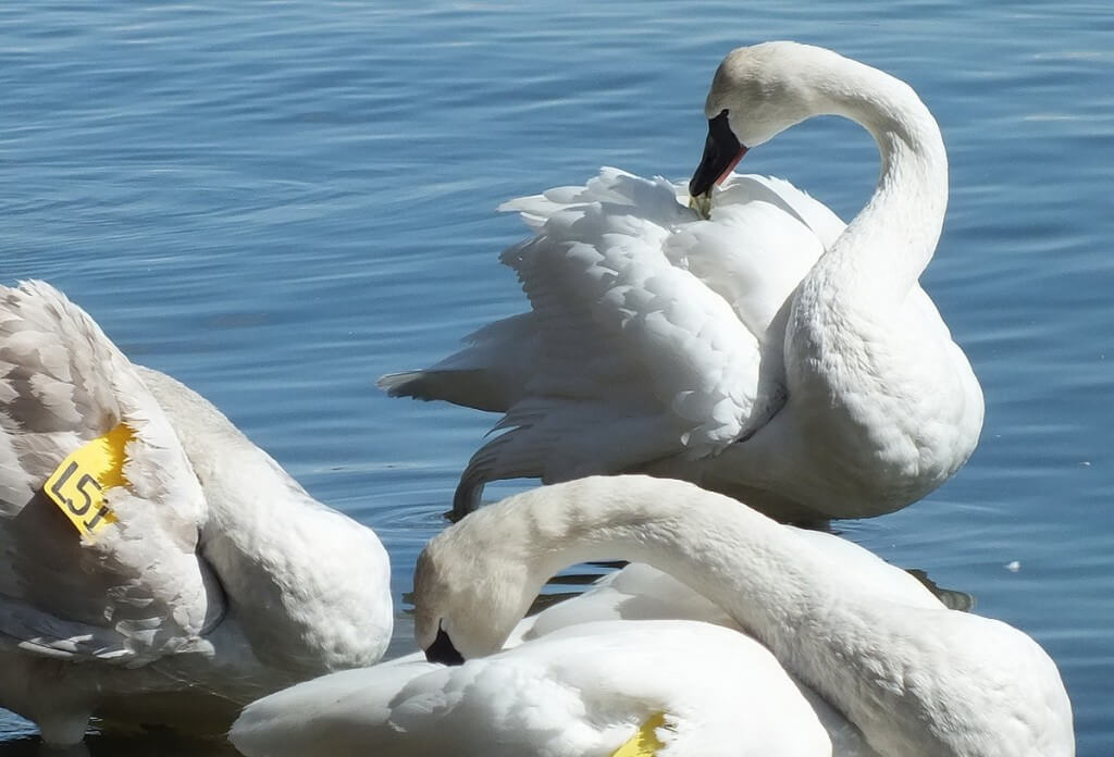 trumpeter swan E13 bites at tracking tag attached to its wing