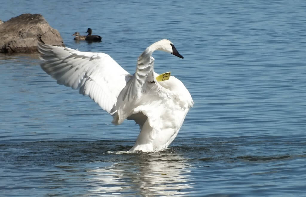 trumpeter swan stands tall in water and holds up its wings