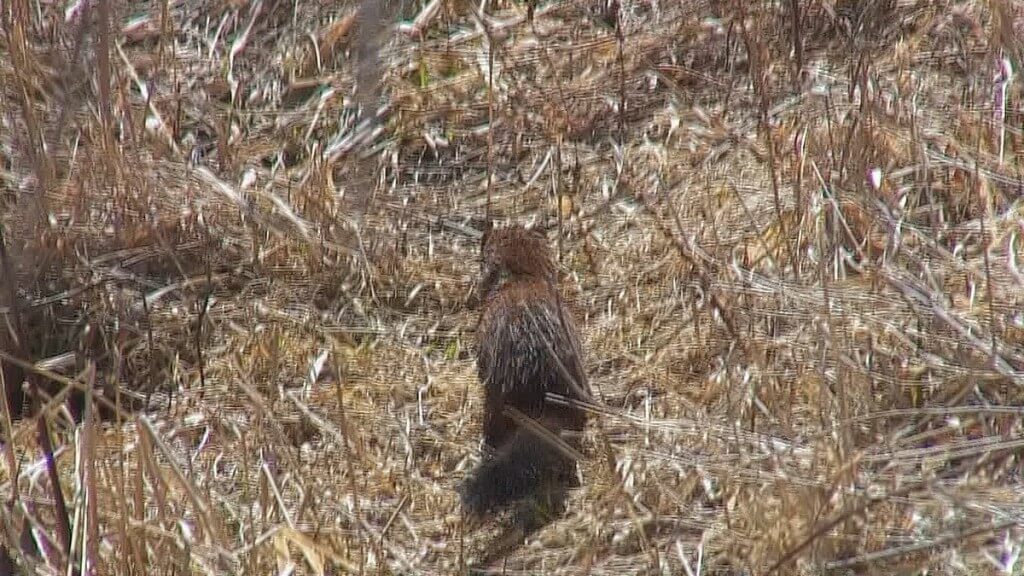mink, colonel samuel smith park, etobicoke, ontario