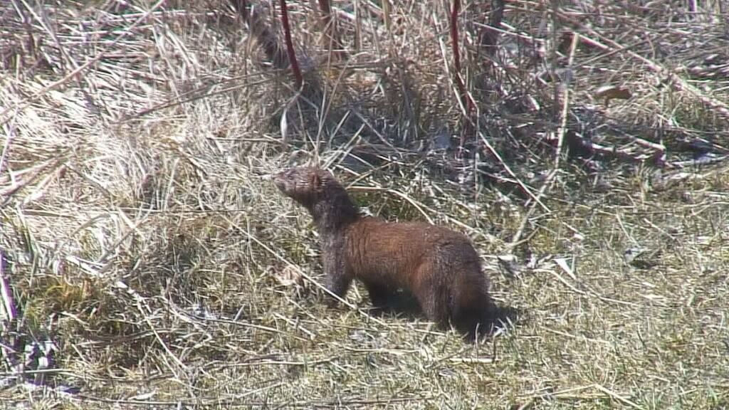 mink, etobicoke, Ontario