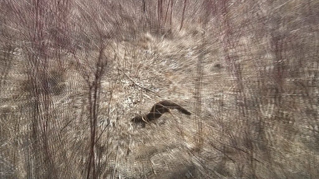 mink, colonel samuel smith park, etobicoke, ontario